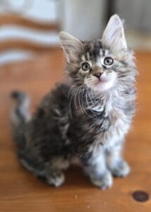 Brown tabby girl maine coon kitten