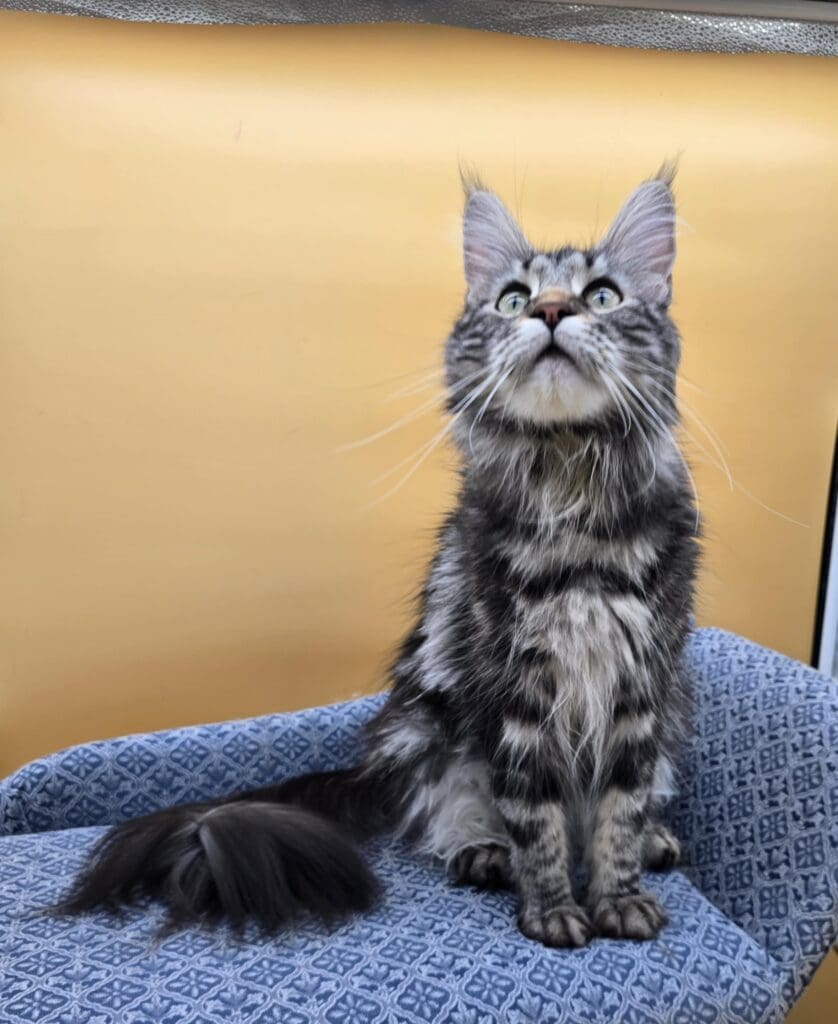 Sariah Rose, a blue tabby Maine Coon queen, sitting upright and looking upward.