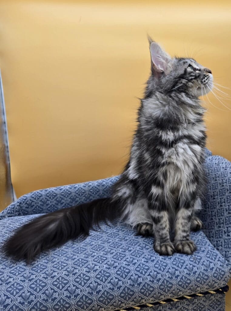 Sariah Rose, a blue tabby Maine Coon queen, sitting in profile with her plume tail extended.
