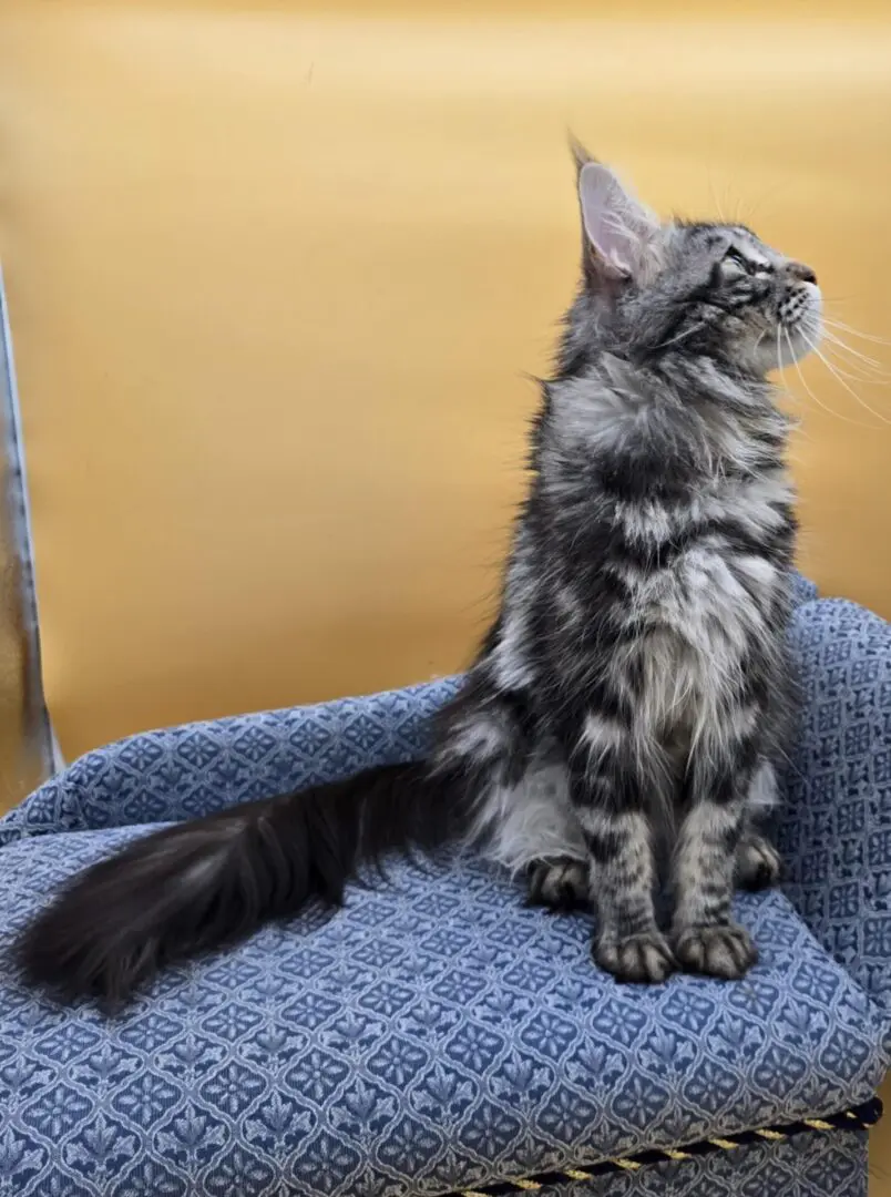 Sariah Rose 1 blue tabby maine coon queen