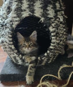 brown tabby girl maine coon kitten
