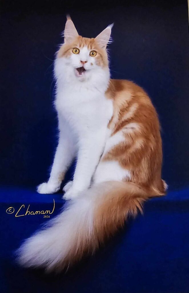 A fluffy orange and white cat sitting against a dark blue background.