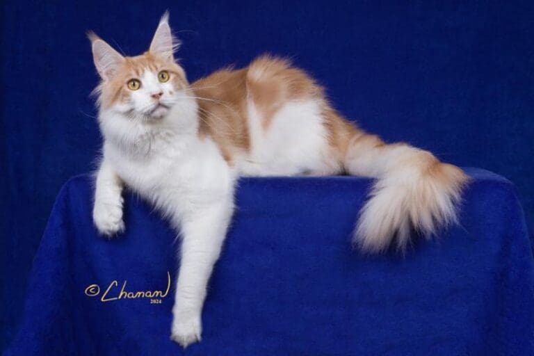 Scarcelli, a red silver tabby-and-white Maine Coon stud, reclining alertly on blue velvet.