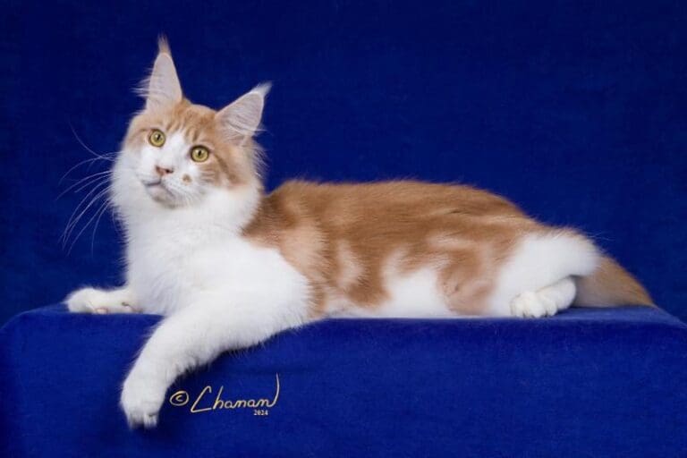 Scarcelli, a red-and-white Maine Coon stud, reclining across a deep blue portrait backdrop.