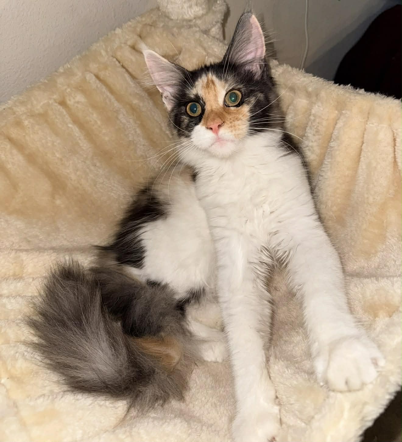 Fluffy calico cat lounging on soft blanket.