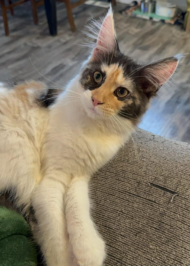 Fluffy calico cat lounging on a couch.