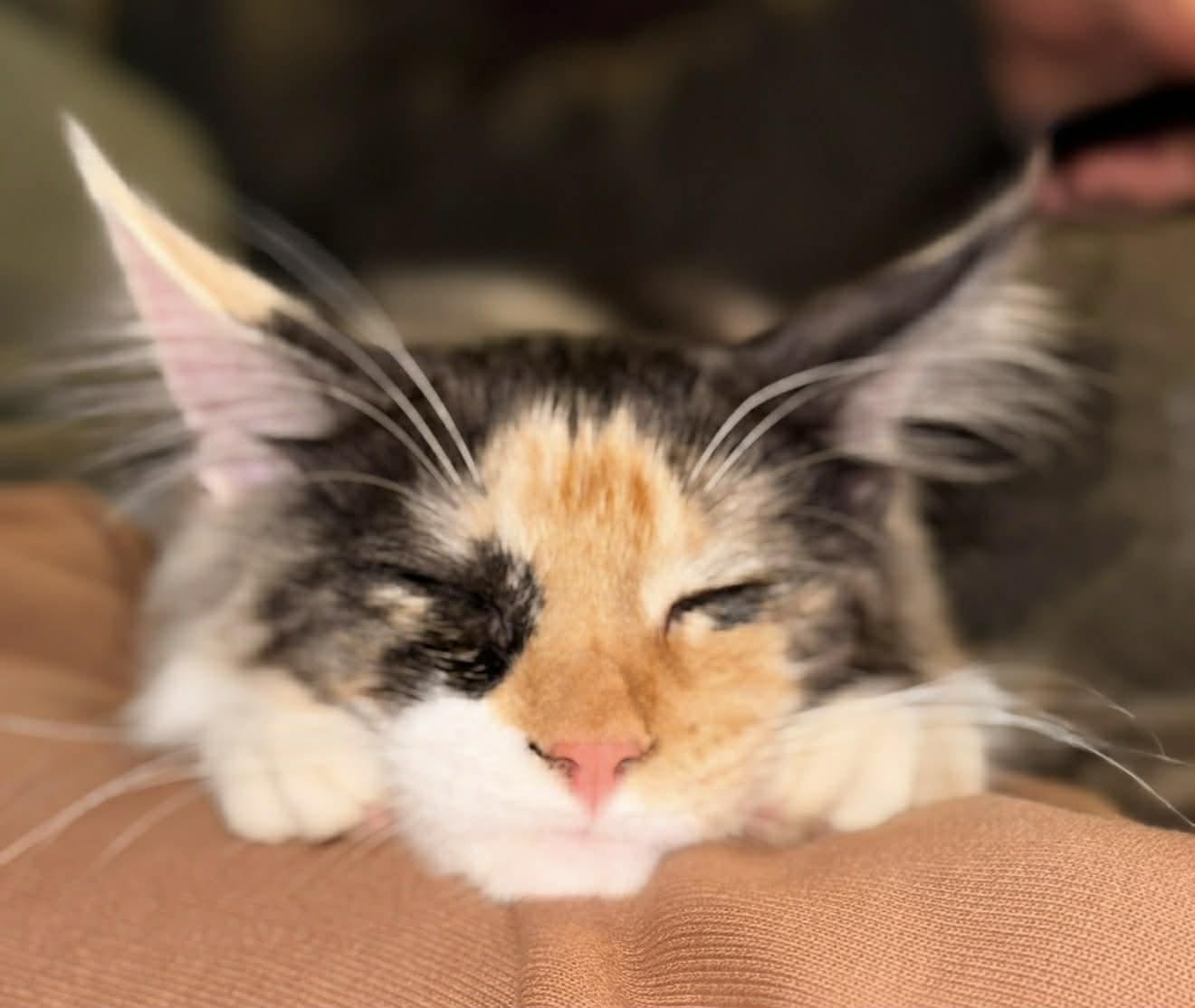 Cat resting with eyes closed on surface.