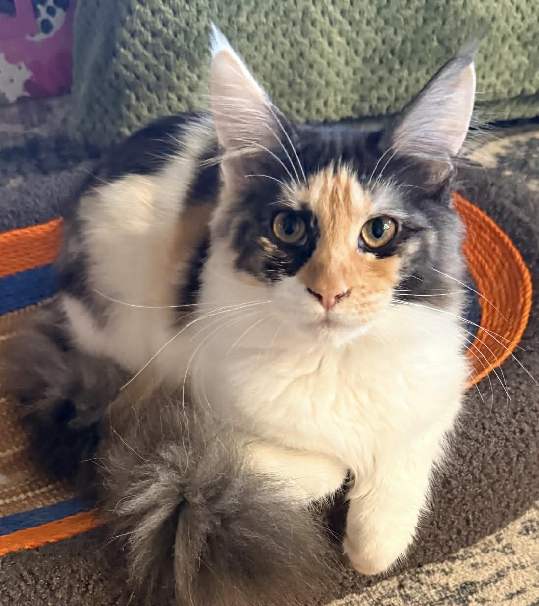 Calico cat with fluffy tail resting indoors.