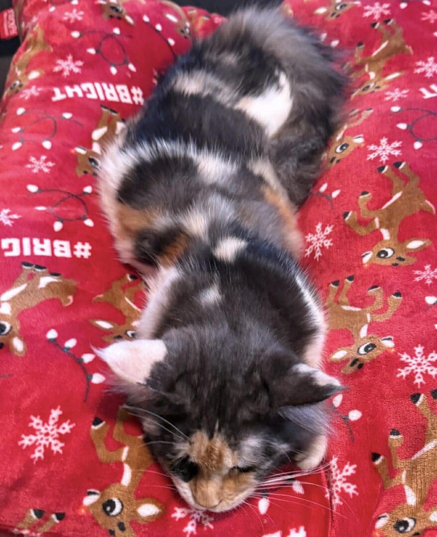Cat lying on festive red blanket.