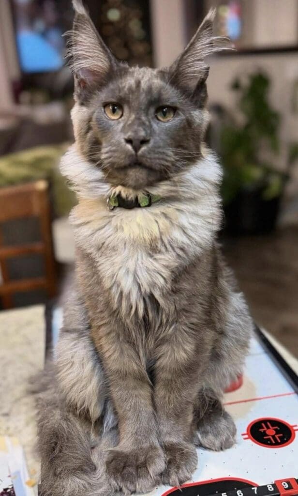 Cal, a blue smoke-and-white Maine Coon stud with a full white ruff, sitting upright indoors.
