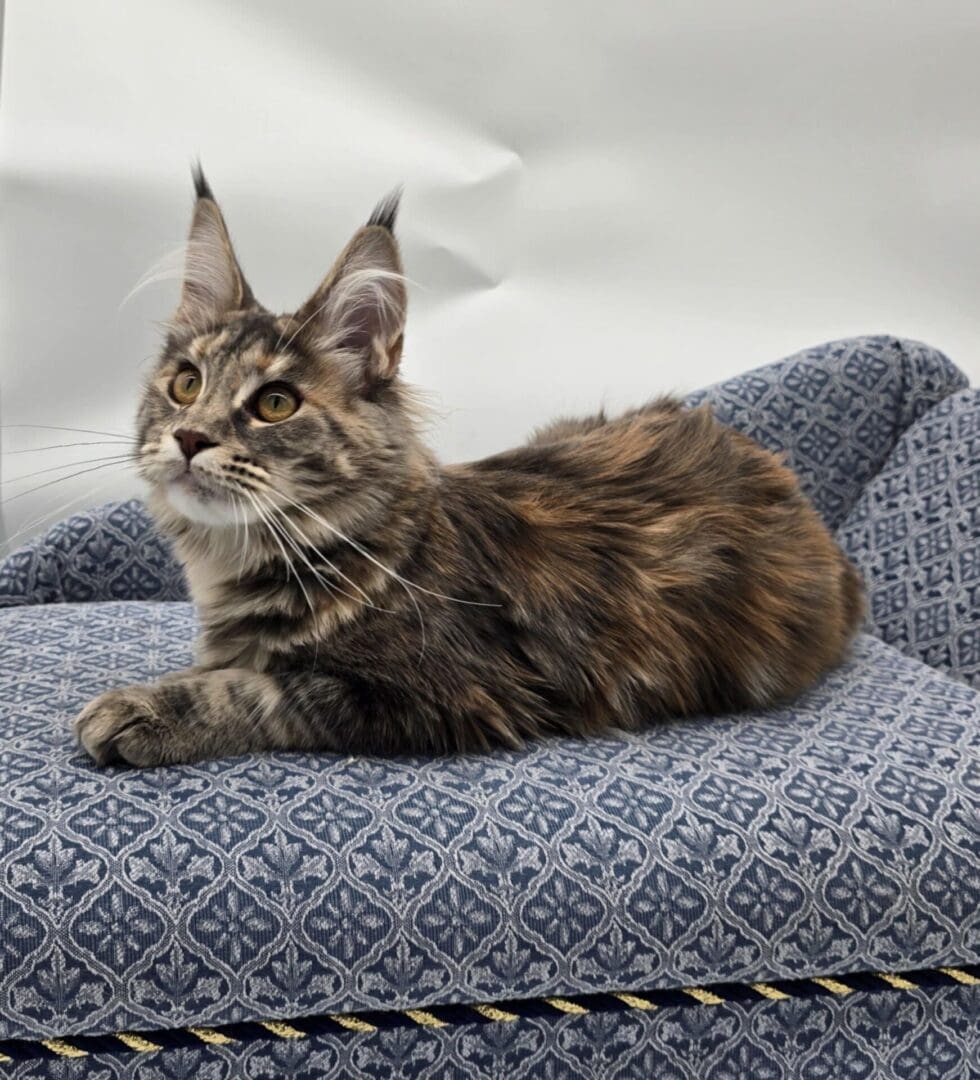 Cat lounging on blue patterned furniture.