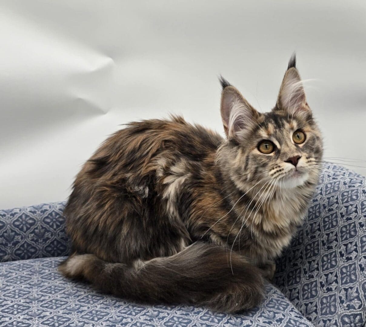 Fluffy Maine Coon cat on patterned sofa.