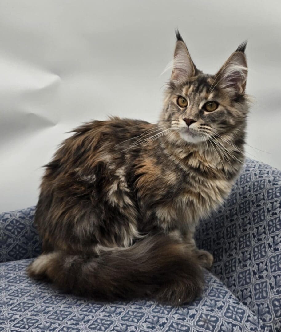 Fluffy Maine Coon cat on patterned chair.