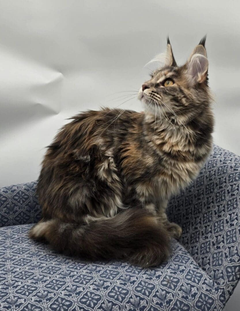 Fluffy cat sitting on patterned chair.