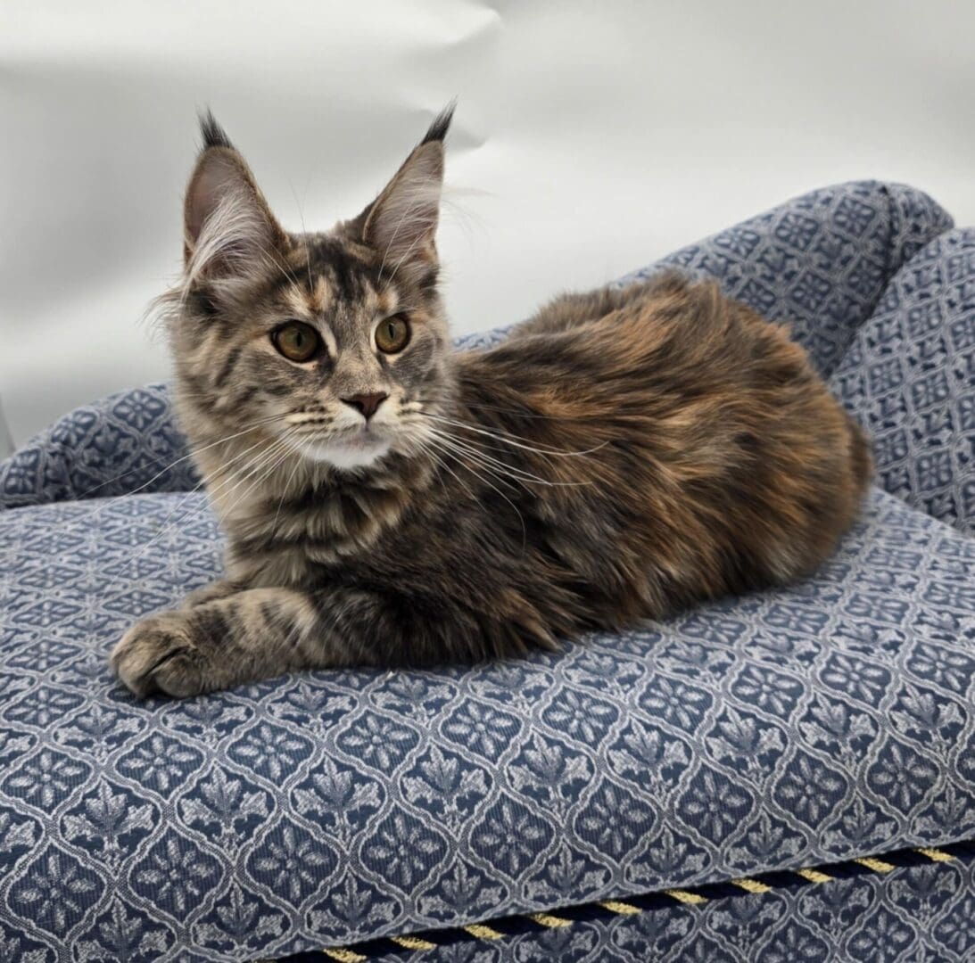 Fluffy cat lounging on a patterned sofa.