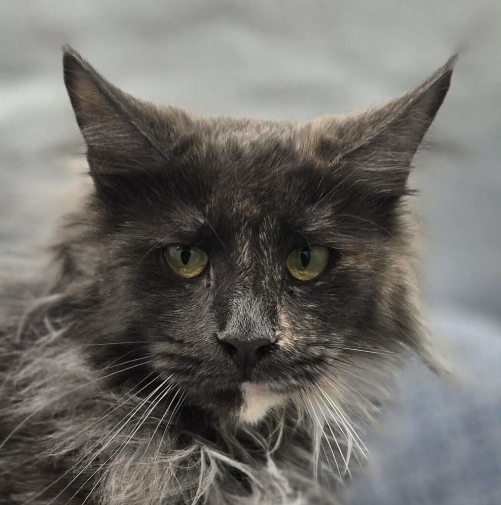Close-up portrait of LillyBet Rose, a blue smoke tortoiseshell Maine Coon with amber eyes and tall ear tufts.