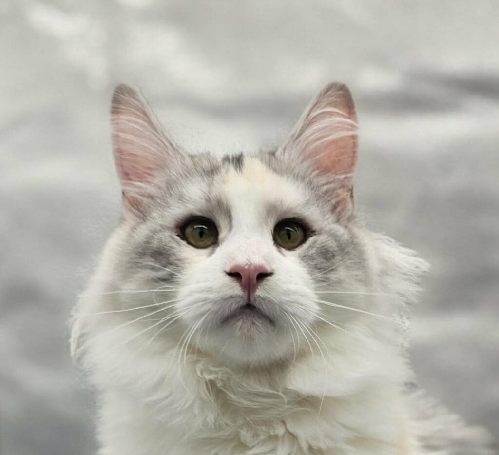 Close-up of Violet, a silver shaded-and-white Maine Coon with green eyes, looking upward.