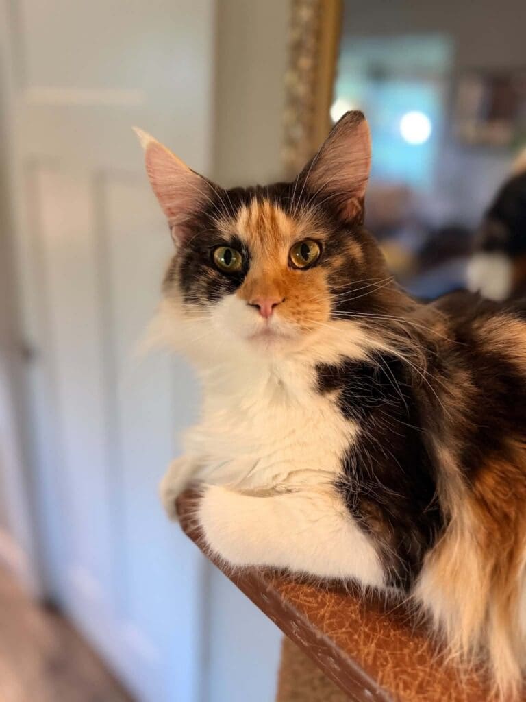 Andromeda Rose, a calico-and-white Maine Coon, sitting alertly on the edge of a wooden table.