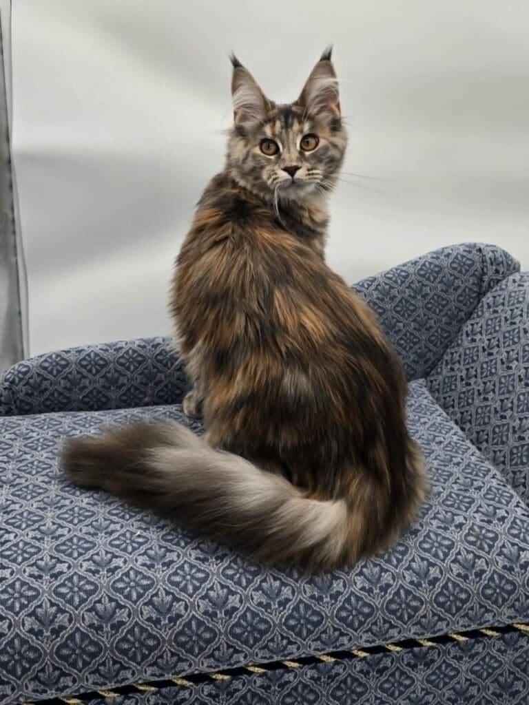 Elsa Rose, a tortoiseshell tabby Maine Coon, sitting upright in profile on a blue chair.