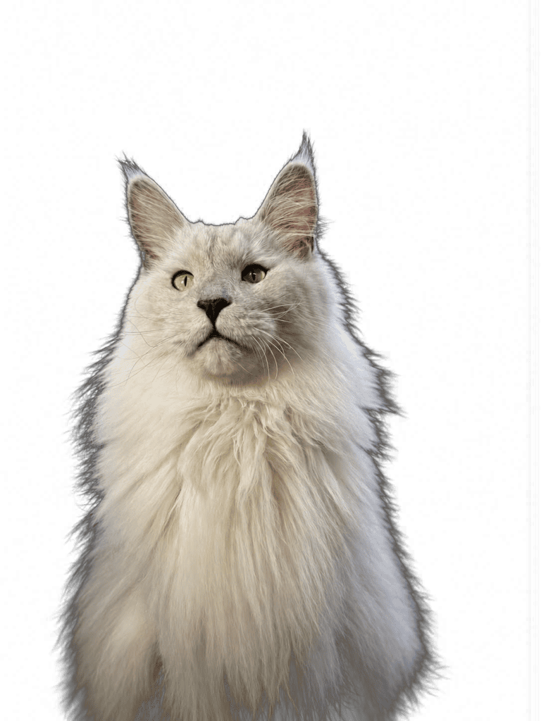 White Maine Coon cat with long fluffy fur, green eyes and tall tufted ears looking upward