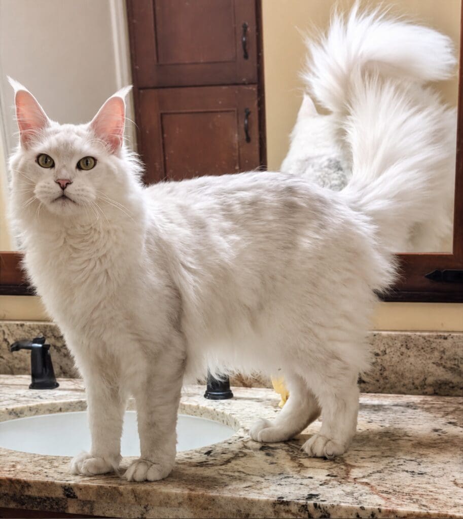 Denali, a silver shaded Maine Coon stud with a long pale coat and full plume tail, standing on a granite countertop.