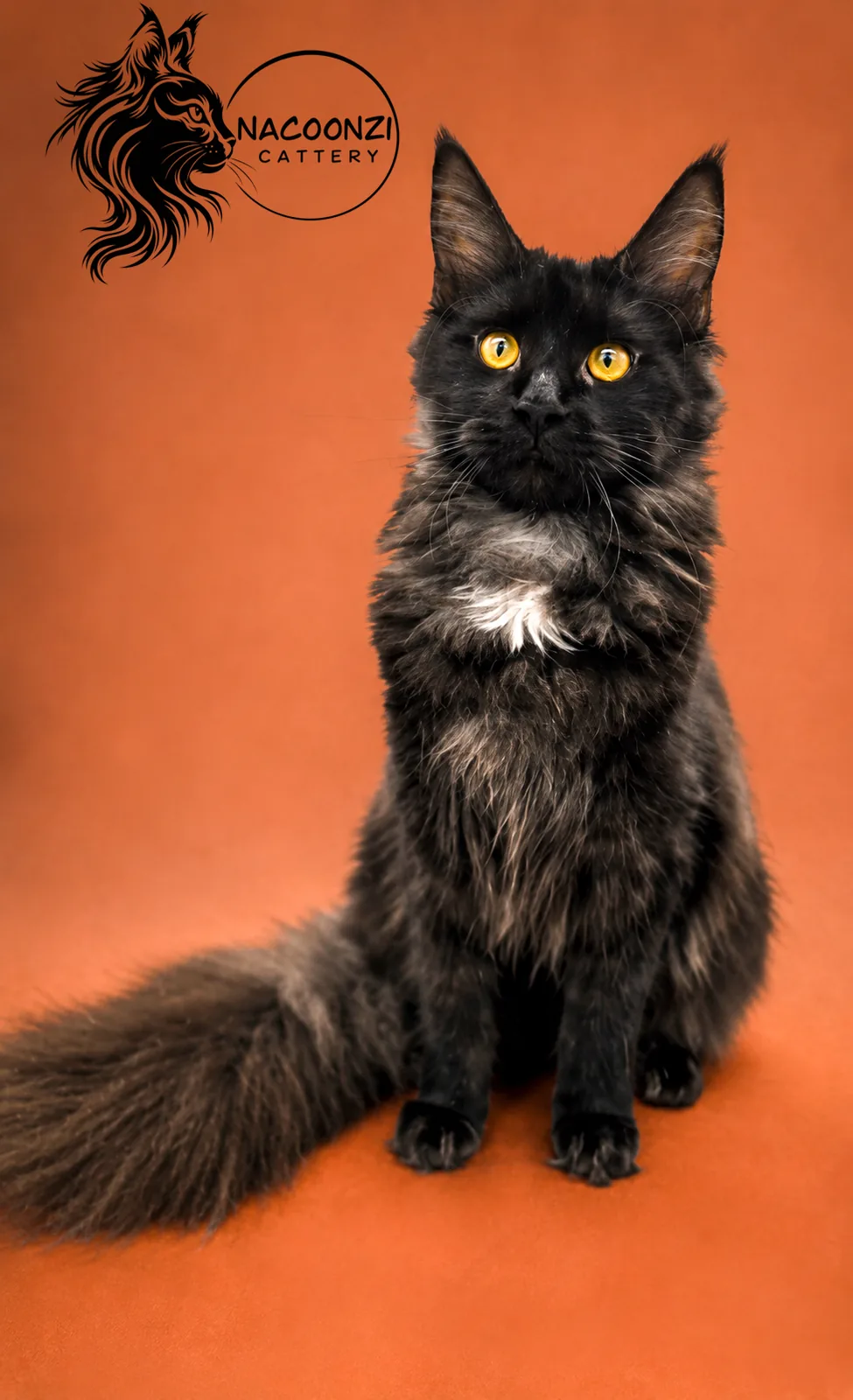 Black smoke Maine Coon cat sitting against an orange studio background