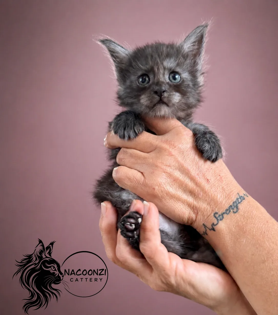Black smoke Maine Coon kitten held in two hands against mauve