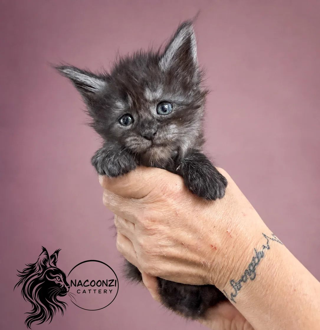 Black smoke Maine Coon kitten held upright against a mauve background