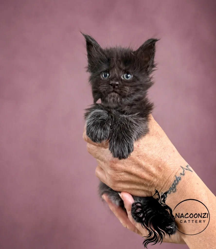 Black smoke Maine Coon kitten held in two hands against a mauve background