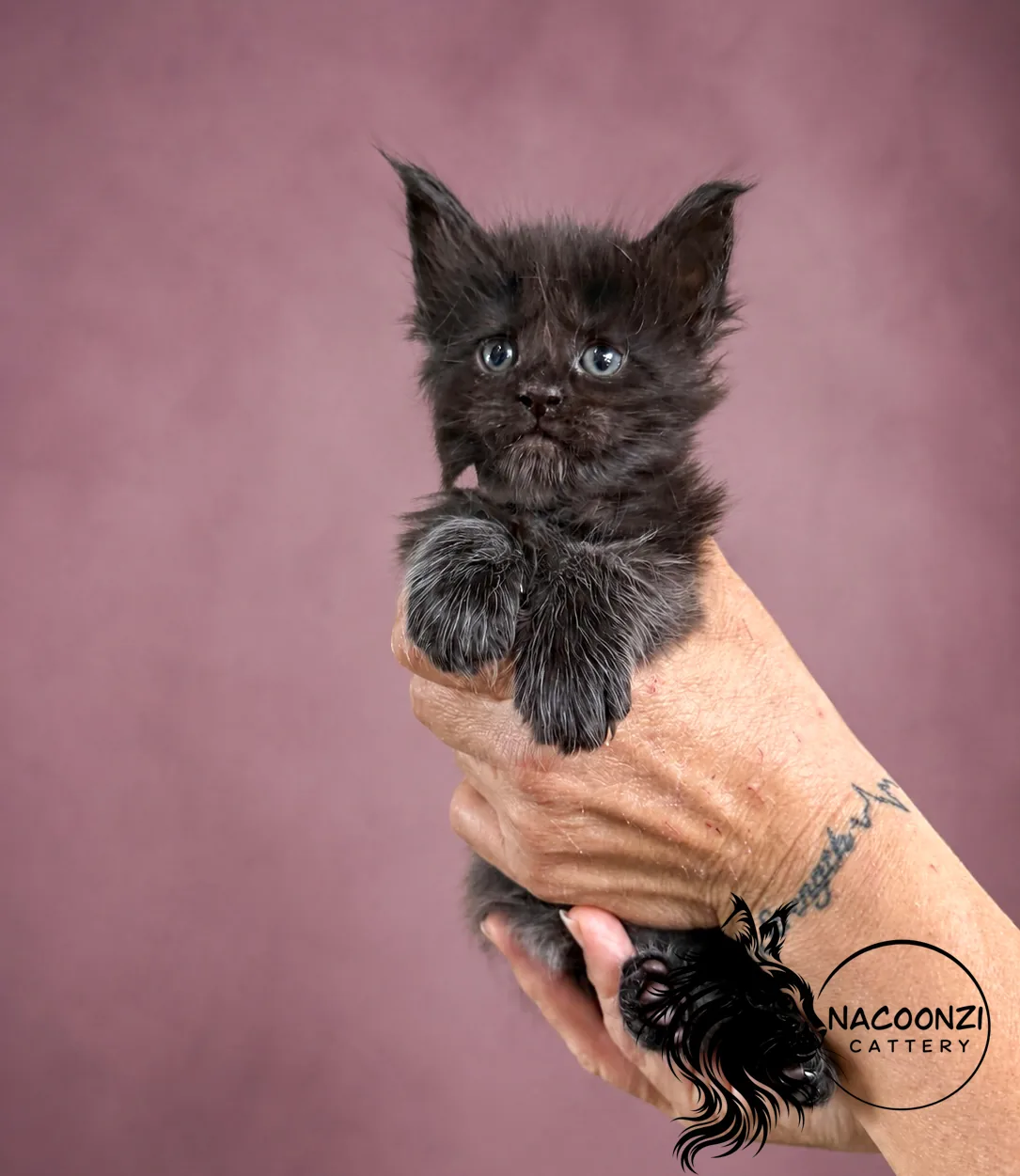 Black smoke Maine Coon kitten held in two hands against a mauve background