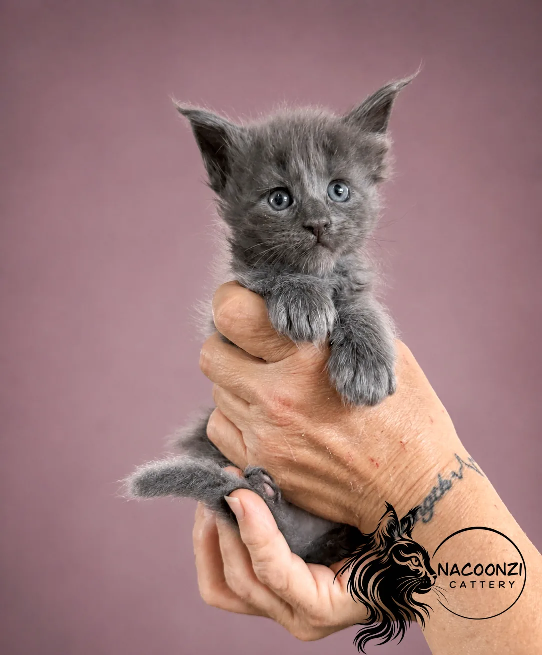 Blue Maine Coon kitten gently held against a mauve studio backdrop