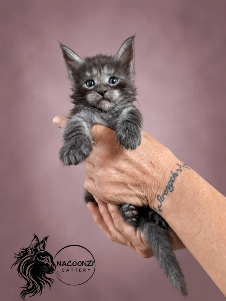Blue smoke Maine Coon kitten held upright against a mauve studio background