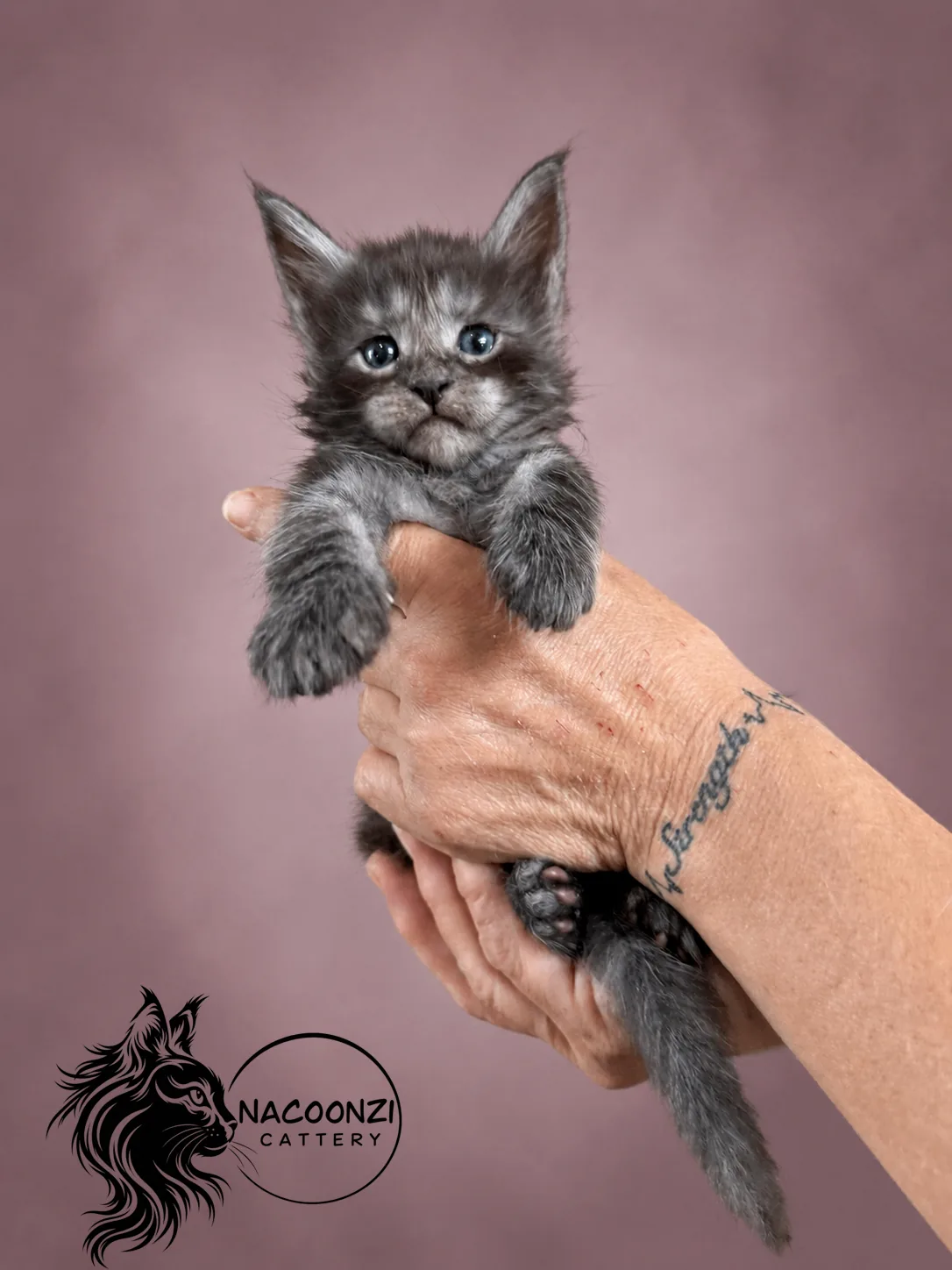Blue smoke Maine Coon kitten held upright against a mauve studio background