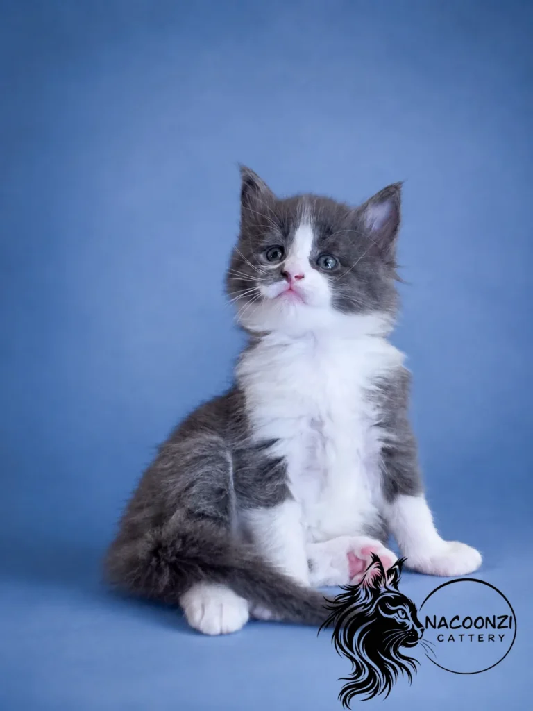 Blue and white Maine Coon kitten sitting against a blue studio background