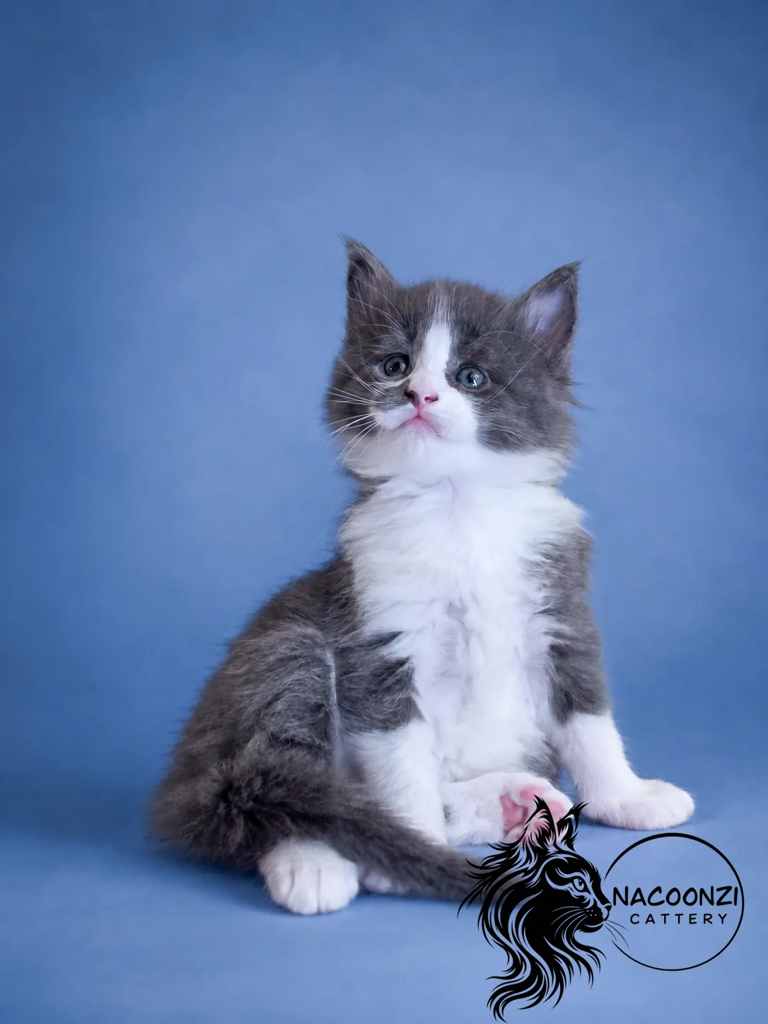 Blue and white Maine Coon kitten sitting against a blue studio background