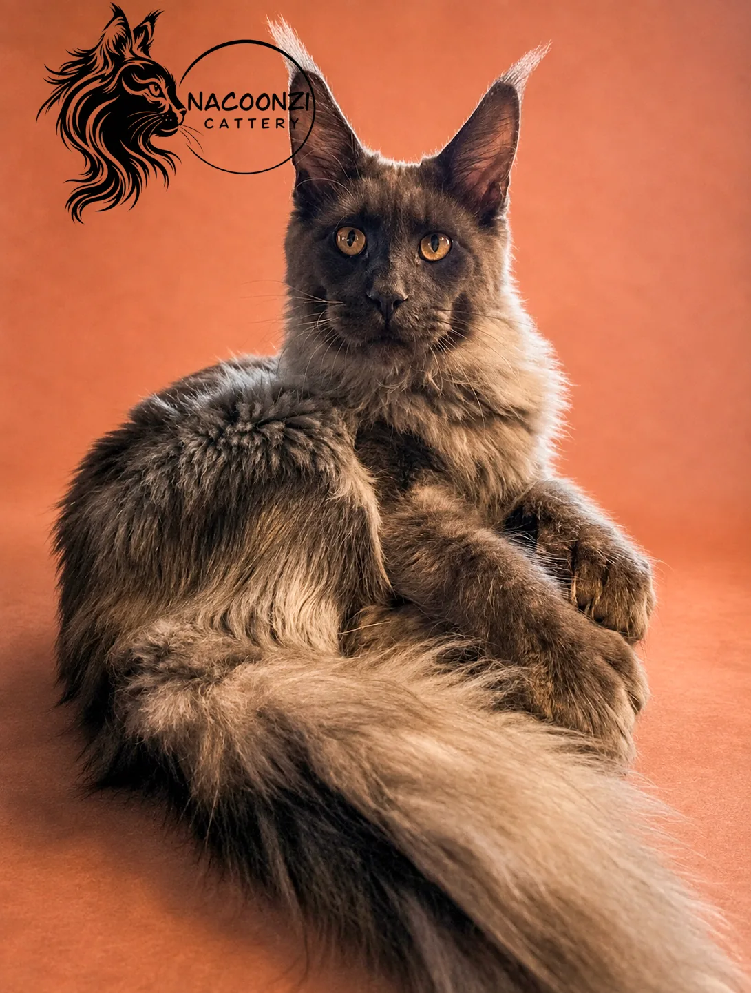 Brown smoke Maine Coon cat reclining against an orange background