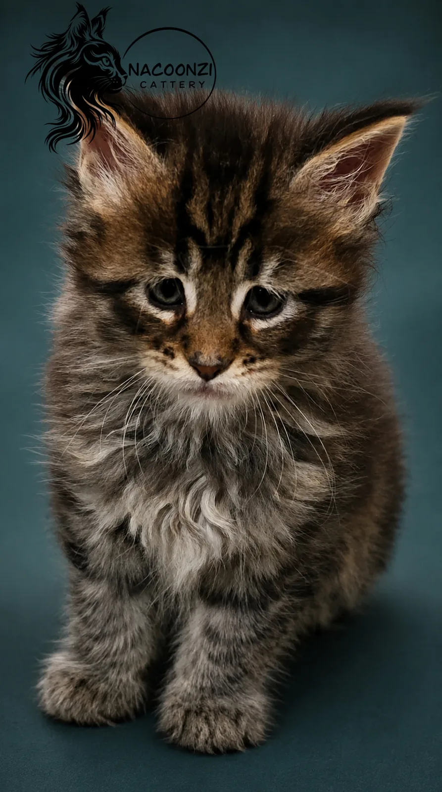 Brown tabby Maine Coon kitten sitting against a teal background