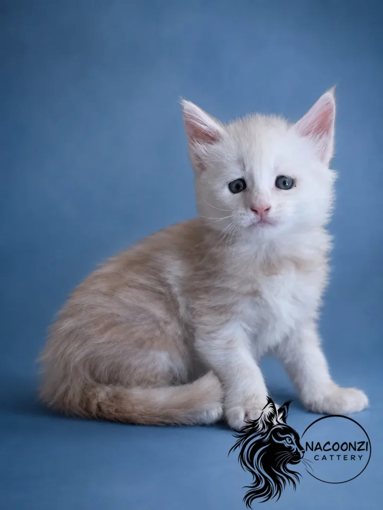 Cream Maine Coon kitten sitting against a blue studio backdrop