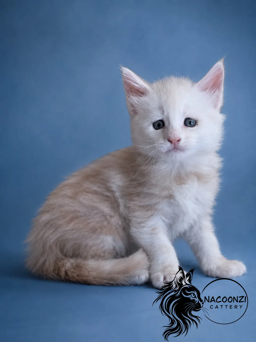 Cream Maine Coon kitten sitting against a blue studio backdrop