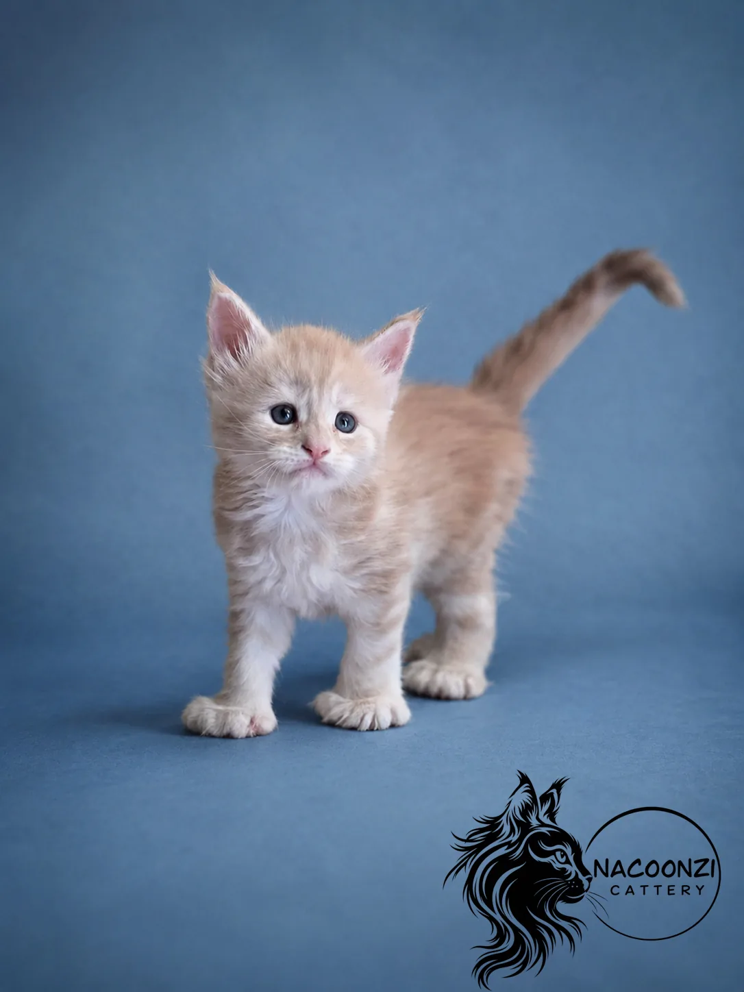 Cream Maine Coon kitten standing with tail raised against blue