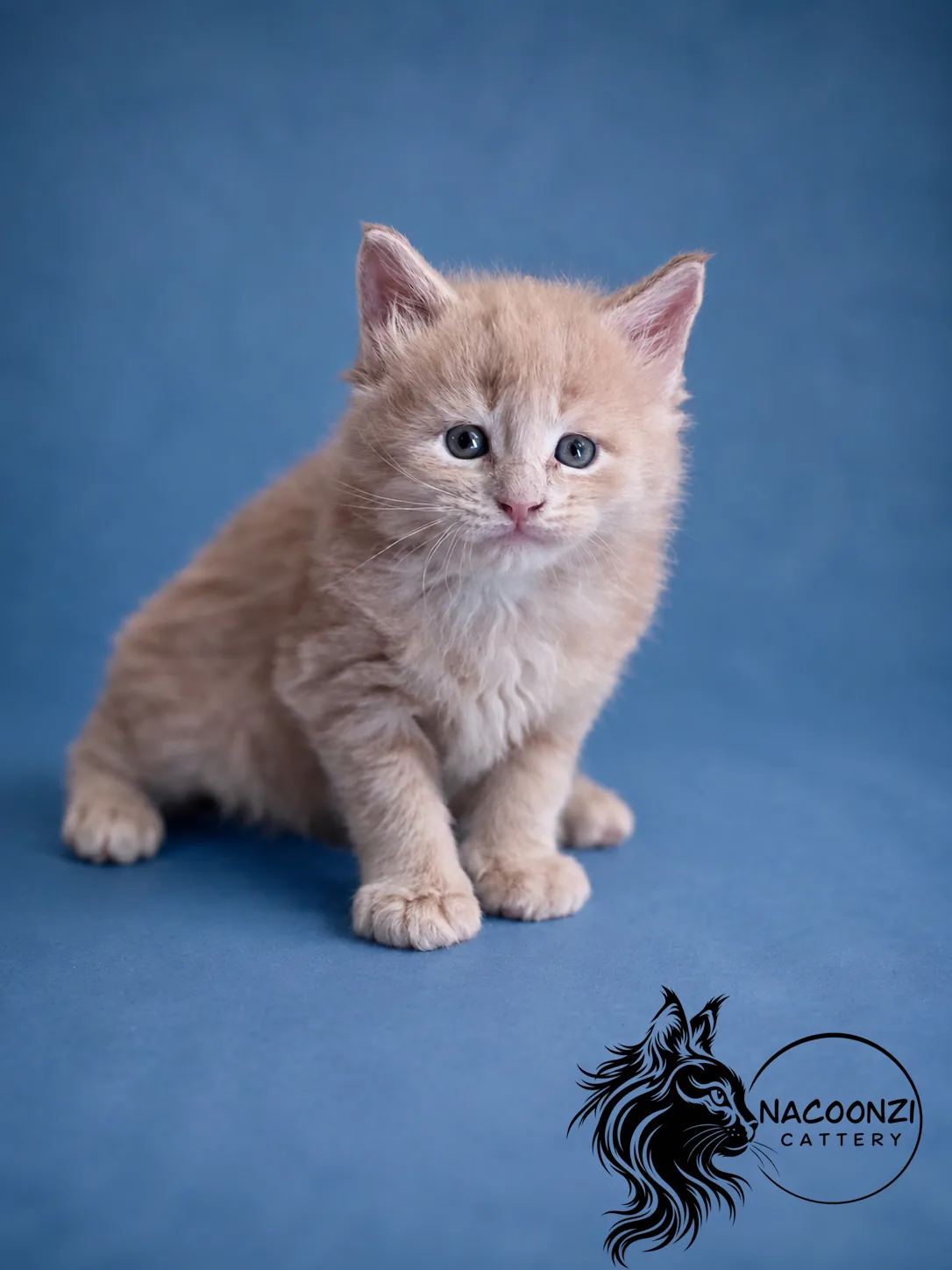 Cream tabby Maine Coon kitten sitting against a blue studio background