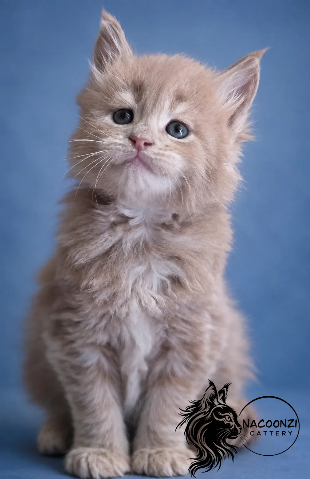 Cream tabby Maine Coon kitten looking upward against a blue background