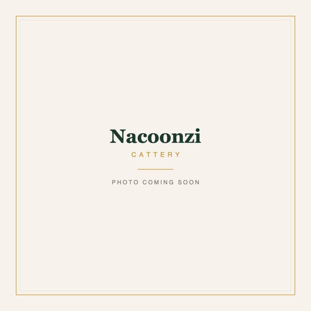 Nacoonzi Cattery, photo coming soon