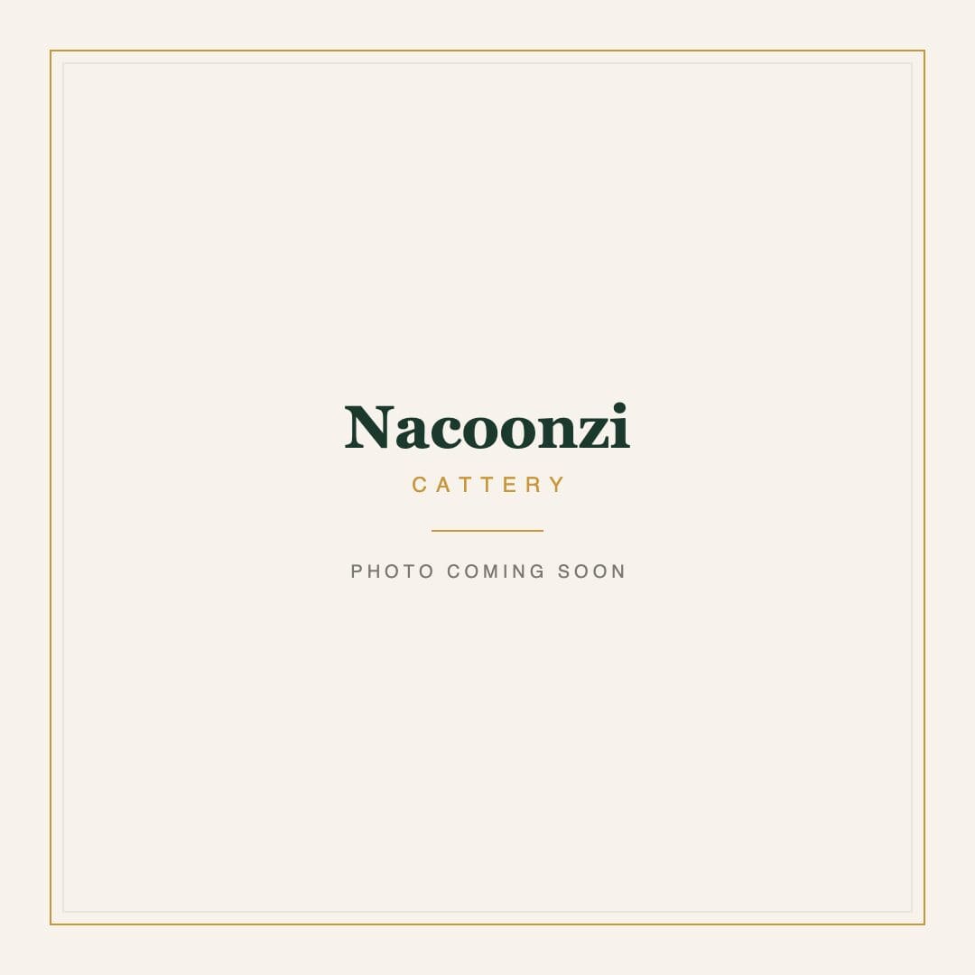 Nacoonzi Cattery, photo coming soon
