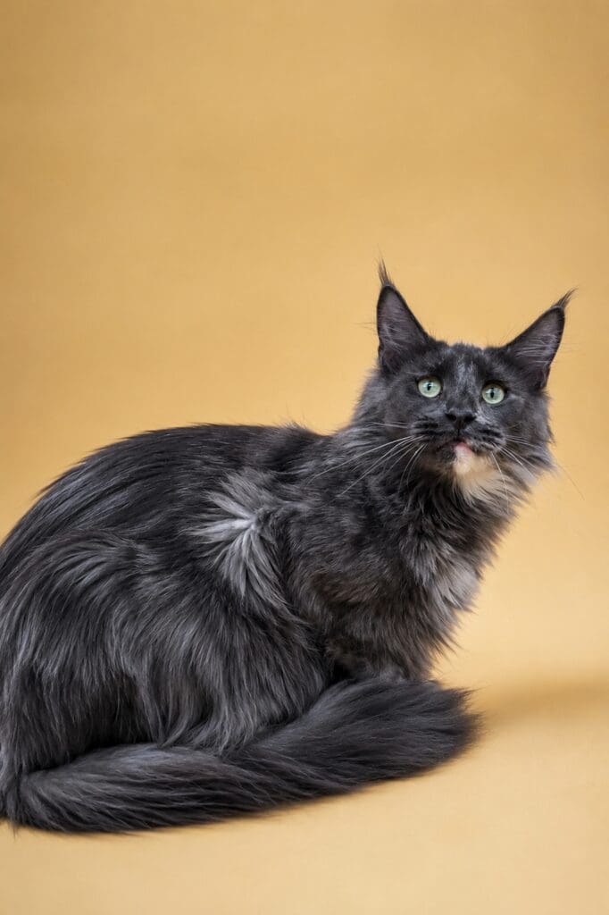 Queen LillyBet Rose, a blue smoke tortoiseshell Maine Coon, posing against a warm golden background.
