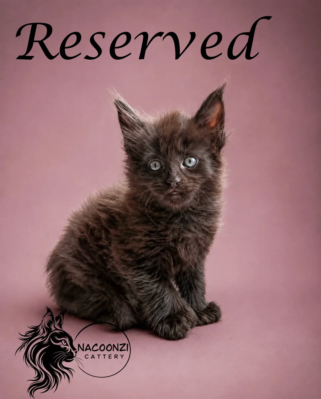 Black smoke Maine Coon kitten sitting beneath Reserved text