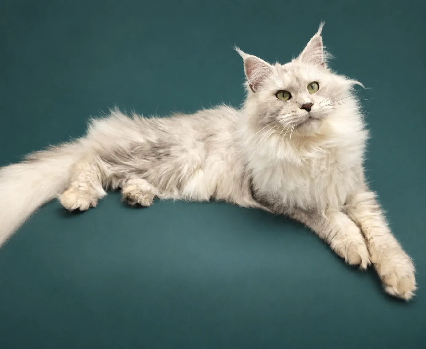 Adult silver Maine Coon cat reclining against a teal studio background