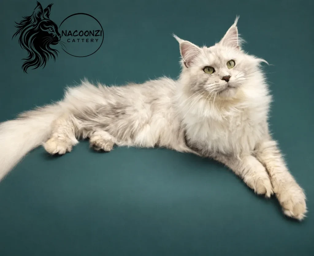 Adult silver shaded Maine Coon cat reclining against a teal studio background