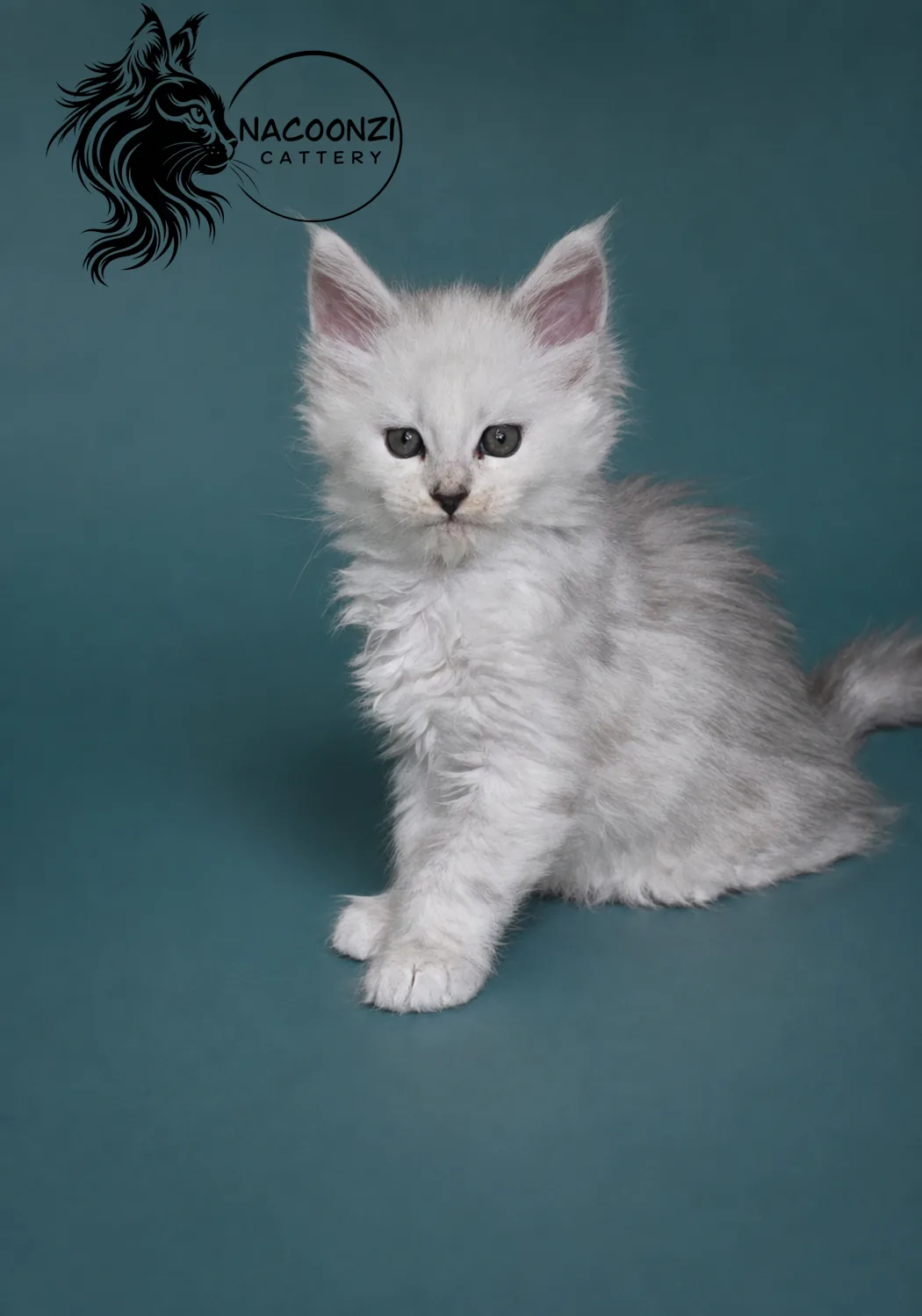 Silver shaded Maine Coon kitten sitting against a teal studio background