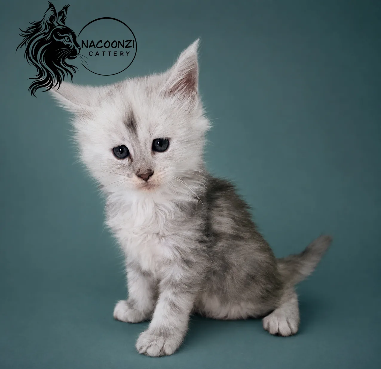 Silver shaded Maine Coon kitten sitting against a teal background